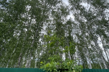 Ведение садоводства, 15 сот.